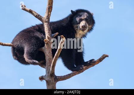 Spektakulärer Bär - Tremarctos ornatus - in einem Baum. Nativer Kurzbär aus Südamerika, der als verletzlich eingestuft wird Stockfoto