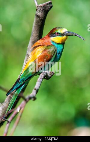 Der europäische Biene Eater Merops Apiaster sitzt in einem Baum Stockfoto