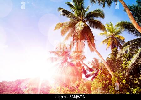 Malerischer Blick auf Palmen mit Lens Flare gegen den klaren blauen Himmel Stockfoto