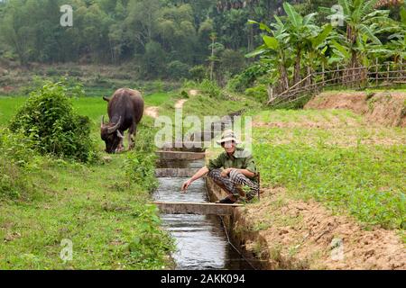 Asiatische Landwirt hocken Neben dem bewässerungskanal auf seinem Grundstück mit einem Wasserbüffel im Hintergrund Stockfoto