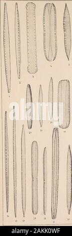 Atlas der Diatomaceen-Kunde. Vorläufige Erläuterungen zu Dr. A. Sehmidts Atlas der Diatomaeeenkunde Tafel 334. Herausgegeben von Friedrich Hustedt, Bremen. Mai 1921. W Vergrößerung 1000 Fach, wenn nichts bemerkt. • G1, 2. Feuerland, Architektinnen, a. m. (Thum). Nitzschia distans Greg. 3. Neapel, a. m. (Reichelt). Dieselbe, var. tumescens Grün. 4-6. Bremen, r. S. N. bremensis nov. Spec. 7-10. Braunschweig, r. S. Dieselbe, var. brunsvigensis nov. Var. Das Wasser Departments Technik Standorte besitzt wahrscheinlich einen geringen Salzgehalt, 11.-14. Cresswell, r. B. (Thum, Reichelt). N. vitrea var. maior Grün. 11 = Stockfoto
