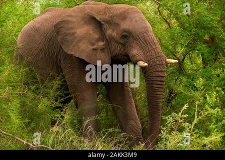 Jamala Madique Wildreservat Stockfoto