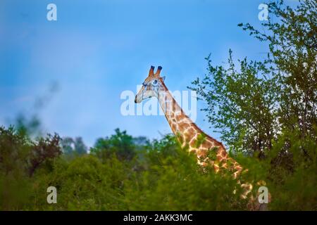 Jamala Madique Wildreservat Stockfoto