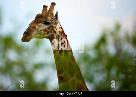 Jamala Madique Wildreservat Stockfoto