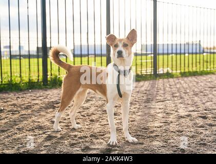 Tier steht auf Sand im Bereich für Hunde Stockfoto