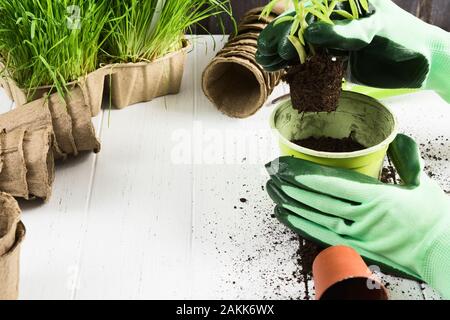 Zwei Hände in grün Handschuhe nehmen Anlage aus Plastik Topf über weiße Holz- Hintergrund. Kopieren Sie Platz. Detailansicht Stockfoto