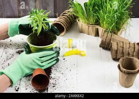 Zwei Hand in grün Handschuhe pflanzen kraut in Plastik Topf über weiße Holz- Hintergrund. Platz kopieren Stockfoto
