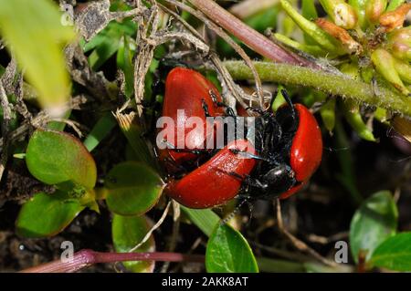 Pappel Blatt Käfer, Chrysomela populi, Gruppe auf einer niedrig wachsenden willow Leaf. Braunton; Devon: UK Stockfoto