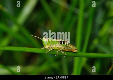 Wiese Heuschrecke ' Chorthippus parallelus", flugunfähige, kurze Vorderflügel, Insekt, Cley Hill, Wiltshire.DE Stockfoto