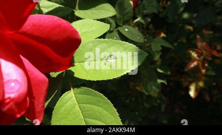 Einzelner Wassertropfen auf dem Blatt Stockfoto