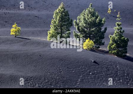 Schwarze Vulkanfelder mit Kiefern. Chinyero, Insel Tenera, Spanien, Stockfoto