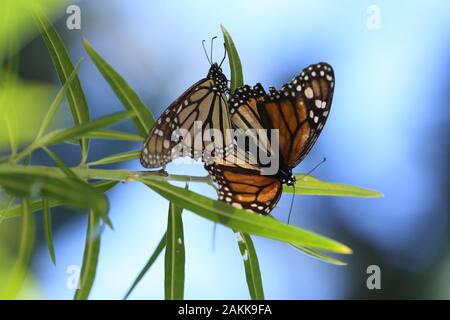 Zwei Monarch-Schmetterlinge, Danaus Plexippus Stockfoto