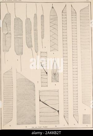 Atlas der Diatomaceen-Kunde. Vorläufige Erläuterungen zu Atlas der Diatomaceenkunde, Tafel 315. Herausgegeben von Friedrich Hustedt, Bremen. Mai 1914. g^ - Vergrößerung 1000/Ach, nichts bemerkt. &Lt;m-, M?= st: n. liiiiii. ,:,,|; 1, 8 = Schale mit Zwischenbändern, ventral. 0. 10 (580/,)= laterale Ansichten &gt; niil; i,.,,.,,-a-SSÄT größerung nicht zu erkennenU=Teiiungsstadium. 15 = Struktur der Zwischenbänder ich "r. 5 (hnuJis f&gt; iatom Atlas.. Vorläufige Erläuterungen zu efemill Atlas der Diatomaceenkunde. Tafel 316. Herausgegeben von Friedrich Hustedt, Bremen. Mai 1914. Vergrößeru Stockfoto