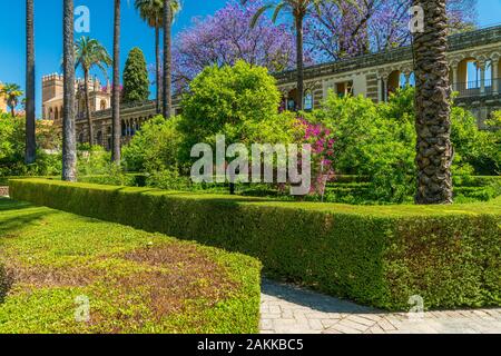 Der idyllische Garten in den königlichen Alcazaren von Sevilla, Andalusien, Spanien. Stockfoto