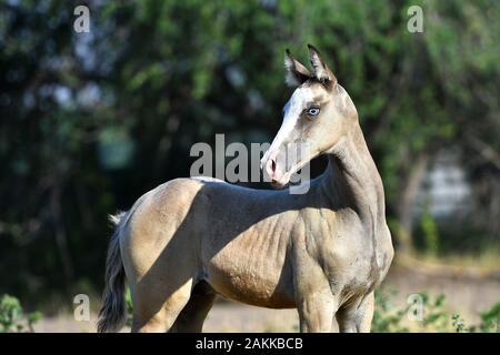 Palomino Akhal Teke Fohlen im Summelfeld stehend und wegblickend. Tierporträt. Stockfoto