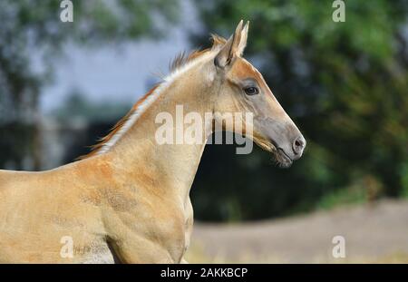 Palomino Akhal Teke Fohlen im Sonnenlicht auf der Sommerweide. Tierportait, Seitenansicht. Stockfoto