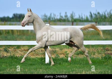 Perlino Achaltekkiner Teke Hengst in Trab laufen im Feld. Seitenansicht, in Bewegung Stockfoto