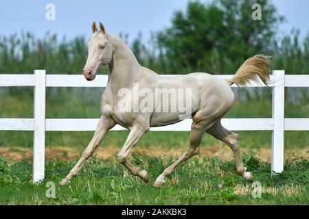 Perlino Achaltekkiner Teke Hengst in Trab laufen im Feld. Seitenansicht, in Bewegung Stockfoto