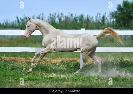 Perlino Achaltekkiner Teke Hengst im Galopp im Feld. Seitenansicht, in Bewegung Stockfoto