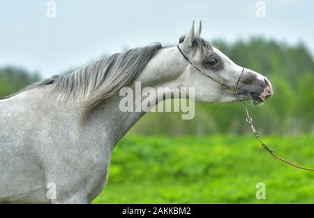 graues arabisches Pferd. Portrait in Show Halter in summerer natürlicher Sonneneinstrahlung. Stockfoto