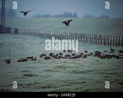 Migration Vögel aus der arktischen Region ruht auf grünen Flächen in Deutschland Stockfoto