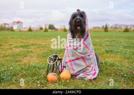 Große massive Hund in plaid Decke eingewickelt in Park Stockfoto