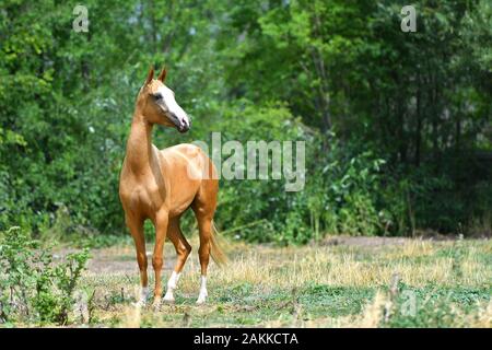 Kleines kastanienbraunes Akhal Teke-Pferd mit weißem Kopf, der auf dem Feld mit grünen Bäumen herumsteht. Tierporträt. Stockfoto