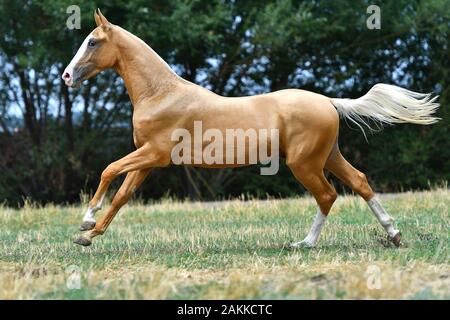 Der reinrassige palomino Akhal Teke-Hengst läuft im Sommer im Galopp auf dem Gras. Stockfoto