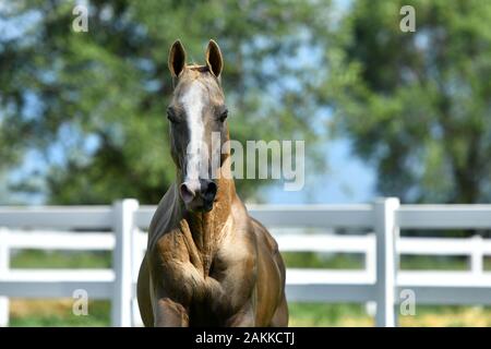 Golden palomino Akhal Teke-Hengst läuft nach vorne. Tierporträt. Stockfoto