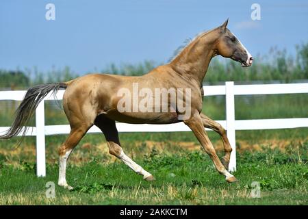 Der reinrassige palomino Akhal Teke-Hengst läuft im Sommer im Galopp auf dem Gras. Stockfoto