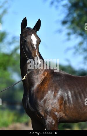 Reinrassige dunkle Bucht Akhal Teke Pferd draußen in einem Showhalter. Hochformat, Stockfoto