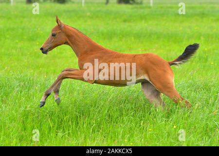 Kleiner Akhal Teke Fohlen aus Kastanie, der im grünen Sommerfeld läuft. Schließen. Stockfoto