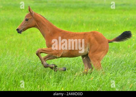 Kleiner Akhal Teke Fohlen aus Kastanie, der im grünen Sommerfeld läuft. Schließen. Stockfoto