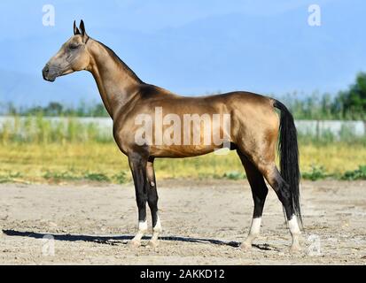 Goldener Hengst aus dem Akhal Teke, der im Sommer auf einer Straße steht. Stockfoto