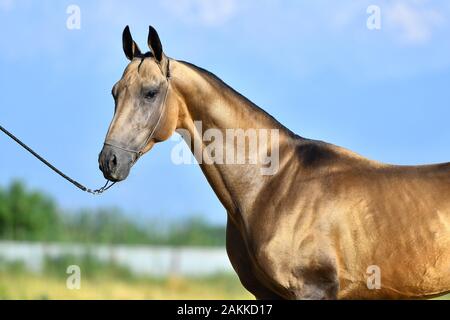 Goldener Buchskin Akhal Teke-Hengst in einem Show-Halter, der draußen steht und in die Ferne blickt. Hochformat. Stockfoto