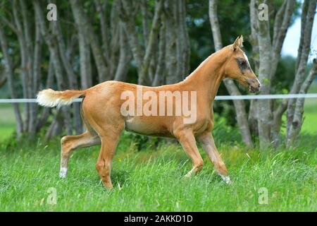 Chestnut akhal Teke Foal Stechen im Gras im Sommer Paddock. Stockfoto