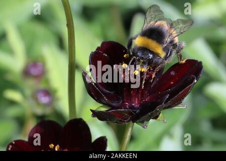 Cosmos atrosanguineus ist eine sich ausbreitende Knötchenförmige mehrjährige, mit pinnately unterteilt Blätter und die kugelförmigen, Schokolade duftenden, Kastanienbraun - Crimson Blume-Köpfen. Stockfoto