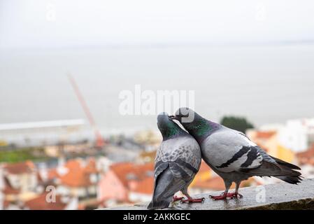 Paar Tauben flirten auf der Fensterbank Stockfoto