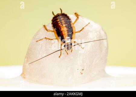 Deutsche Schabe (Blattella Germanica) Stockfoto