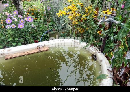 Regenwasser in einer alten Badewanne auf einem Bewässerungsgarten, sammeln Regenwasser Stockfoto