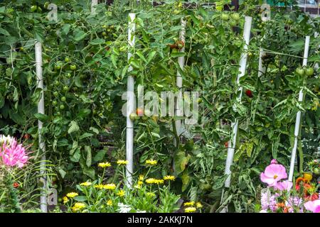 Reife Tomaten reif auf dem Weingarten Stützpflanzen Tomatenpflanzen Garten Solanum unterstützt gereifte Tomaten unreife Tomaten auf Weinstäbchen Stockfoto