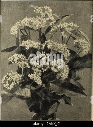 Die Farquhar Garten jährliche: 1918. Schwankungen, wo fewshrubs thiive. SI.25 eachLarger Pflanzen. $ 2,00 je Arborescens. Eine große Verbreitung Native Azalea, mit Hand - einige Blätter und weisse oder Erröten, duftenden Blumen comingin Juli. Easih - in normalen Boden angebaut. $ 1,00; größere Pflanzen, SI jede..50. Calendulacea. (Flamme Azalea.) Diese auffällige Pflanze entdeckt im Juni mit Unmengen von Blumen, varjing frompale Gelb zu tiefsten orange. $ 1,50. • • Vaseyi. Bildet eine kompakte Bush, im Juli bedeckt mit briUiant rosa Blüten. 1 bis I 5 ft. 75 cts. Jedes. . BACCHARIS halmifolia. Federleichte weiße Blüten; gute fo Stockfoto