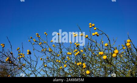 Lemon Tree Branches in einem Obstgarten im Winter Stockfoto