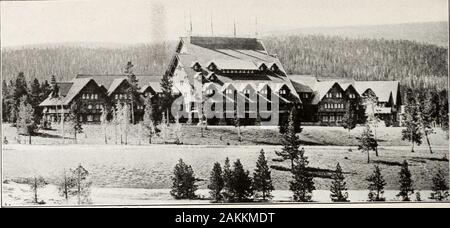 Die Nationalparks Portfolio. Copyright Gifford junge pelikane auf Molly Insel in Yellowstone Yellowstone LakeThe Pelikane sind sehr groß und rein weiss, einem malerischen Funktion des Parks. Foto von J. E. Haynes, St. Paul Old Faithful Inn Stockfoto