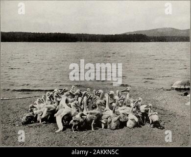 Die Nationalparks Portfolio. Foto von J. E. Haynes St Paul Cutthroats von ein bis drei oder vier Pfund sind in den großen NumbersAT der Yellowstone Lake Outlet genommen. Copyright Gifford junge pelikane auf Molly Insel in Yellowstone Yellowstone LakeThe Pelikane sind sehr groß und rein weiss, einem malerischen Merkmal der Park Stockfoto