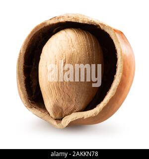 Die Hälfte der Haselnuss auf einem weißen Hintergrund. Stockfoto