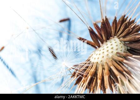 Löwenzahn im Windsommer-Feld auf blauem Grund bläst. Wachstumsbewegung und Richtungskonzept ändern. Inspirierender natürlicher Blumenfrühling oder Sommergarten oder Park. Ökologische Naturlandschaft Stockfoto