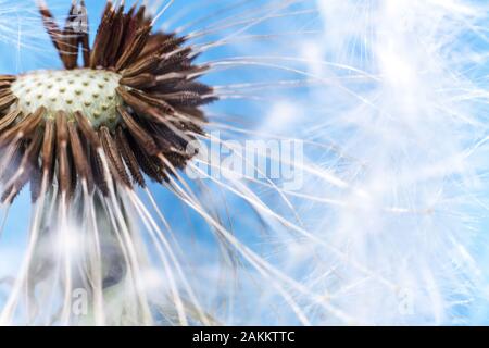 Löwenzahn im Windsommer-Feld auf blauem Grund bläst. Wachstumsbewegung und Richtungskonzept ändern. Inspirierender natürlicher Blumenfrühling oder Sommergarten oder Park. Ökologische Naturlandschaft Stockfoto