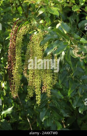 Neuseeland giftige Tutu (Coriaria arborea) Stockfoto