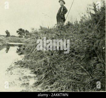 Expeditionen organisiert oder in von der Smithsonian Institution. teil. . Abb. 41.-Graben wo Indiana mastodon gefunden wurde. Die lange eiserne Stange wasused in Sondierung im Sumpf für die bleibt. Foto von Gidley. Erfahrung in der Erfassung und in der Regel wenig oder gar keine Kenntnisse der whatthey finden. Das National Museum ist daher glücklich in den letzten Erwerb eines feinen, fast vollständige erwachsenen männlichen mastodonskeleton aus einem Sumpf Hinterlegung im nordwestlichen Indiana. Dieses Exemplar wurde von Herrn W. D. Pattison von Winamac, Indiana zum National Museum gespendet, und Kapitän H.H. Pattison, US Armee, auf Stockfoto
